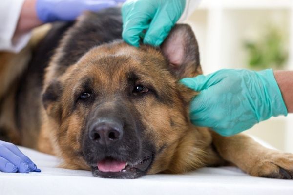 vet checks the health of german shepherd dog
