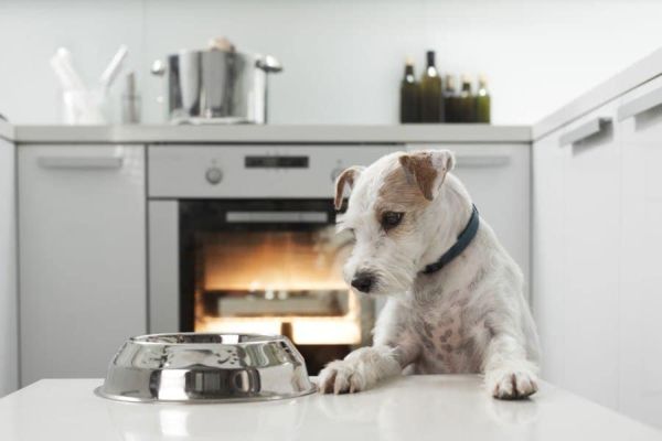 Dog waiting for a meal_urbans_shutterstock