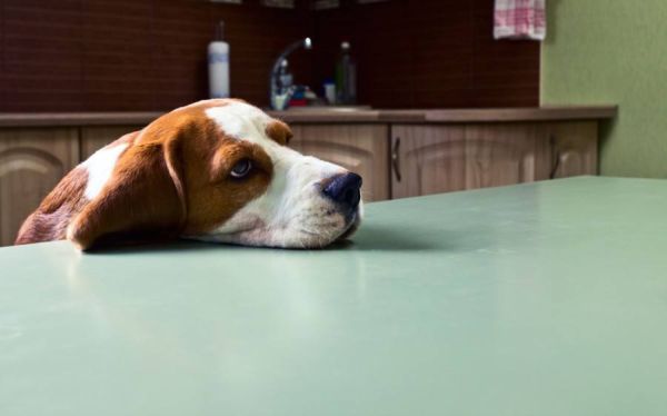 Dog in expectation of meal_Igor Normann_shutterstock
