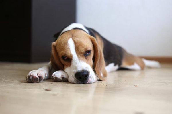 a sick beagle dog lying on the floor