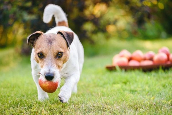 dog with apple