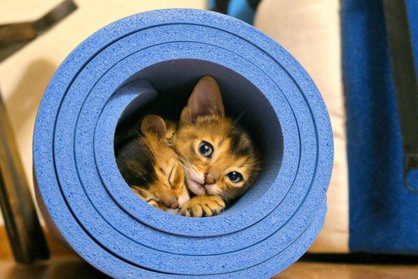 abyssinian kittens inside yoga mat