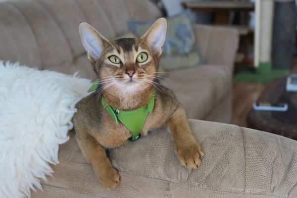abyssinian cat with harness