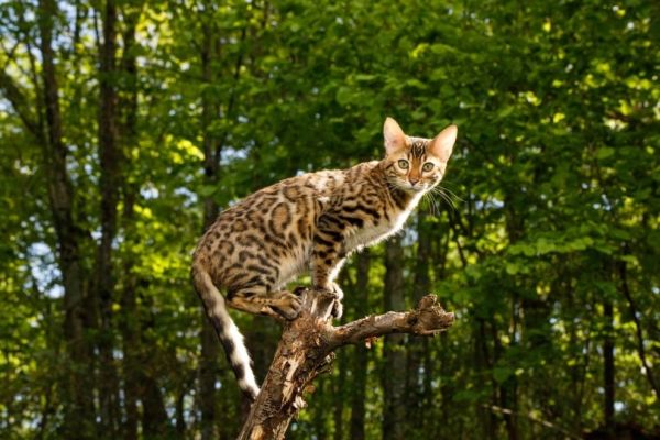 Bengal cat hunting outdoor