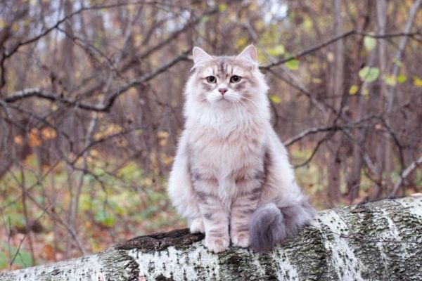 siberian cat sitting on a log
