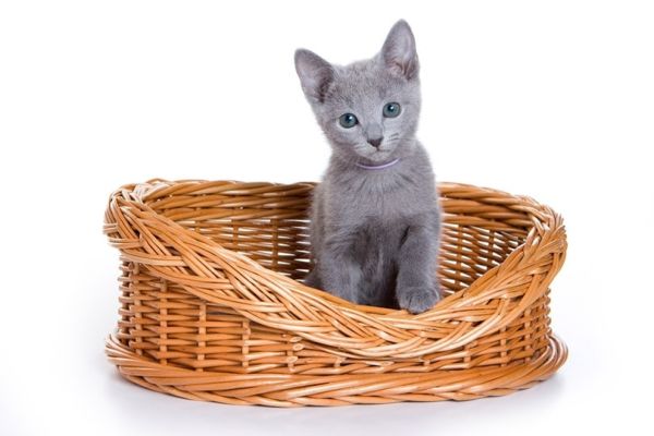 Russian blue kitten in a basket