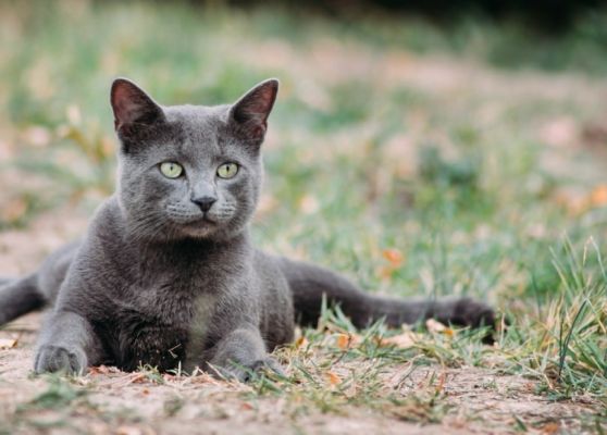 Russian blue cat lying outdoor