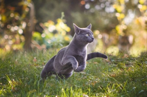 blue russian cat running in nature