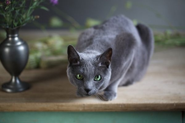 Russian Blue Cat on a table