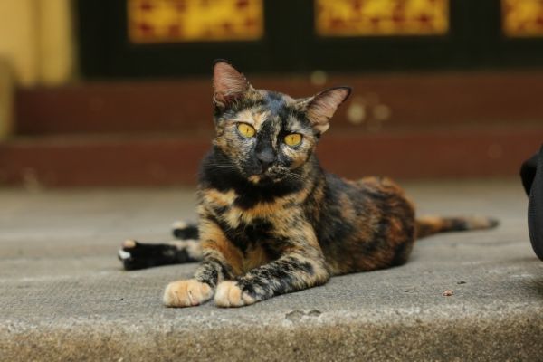 calico cat_Pham Trung Kien_Pixabay