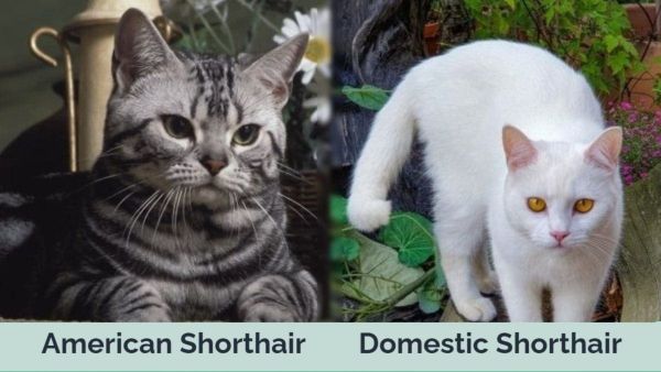 Hepper - American Shorthair vs Domestic Shorthair Side by Side