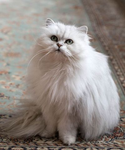 white Chantilly Tiffany Cat