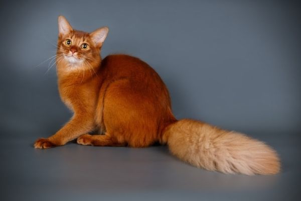 a red somali cat