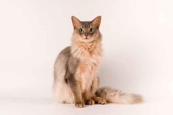 a blue somali cat in white background