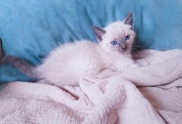 bluepoint siamese kitten_Shutterstock_Kitti Kween