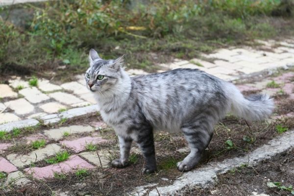 Egyptian mau cat in the garden