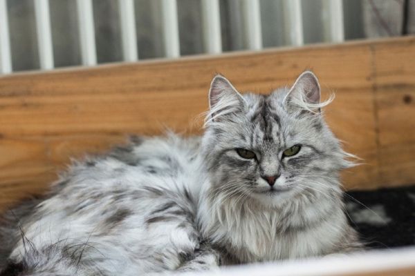 Shaded silver Norwegian Forest Cat