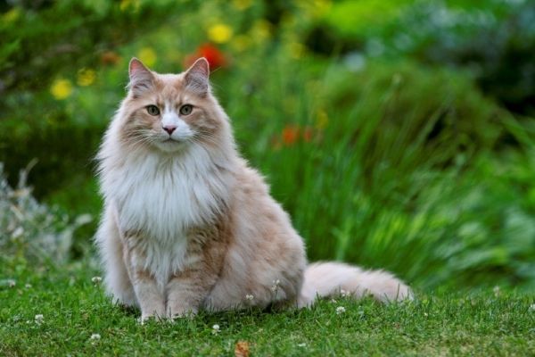 shell cameo Norwegian forest cat sitting on grass