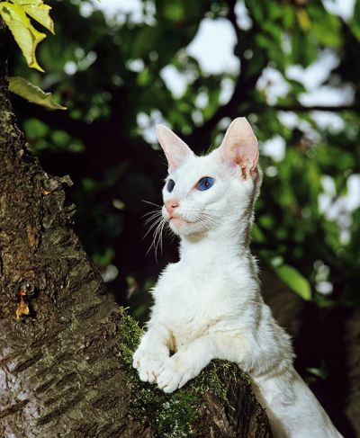 Foreign White cat in the tree