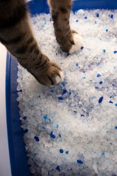 cats paws in crystal litter box