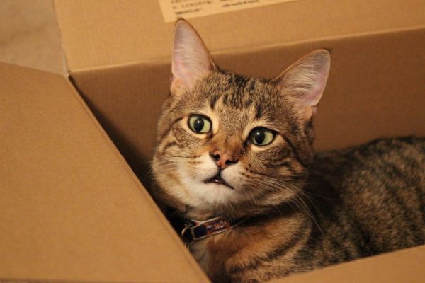 cat in cardboard box