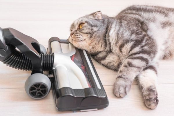 gray scottish fold cat with vacuum cleaner on floor
