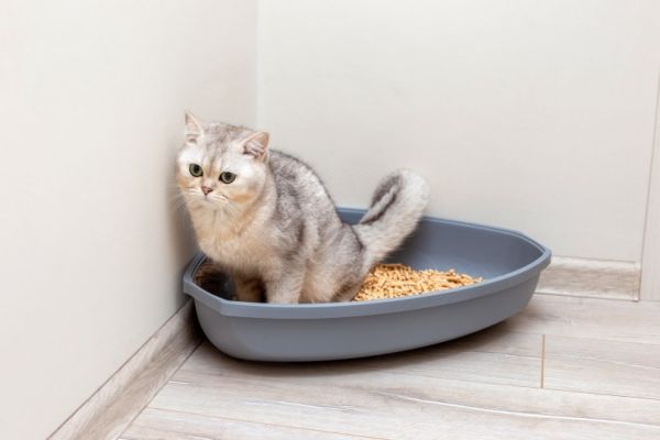 british cat inside litter box