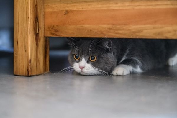 British shorthair cat hiding under the table