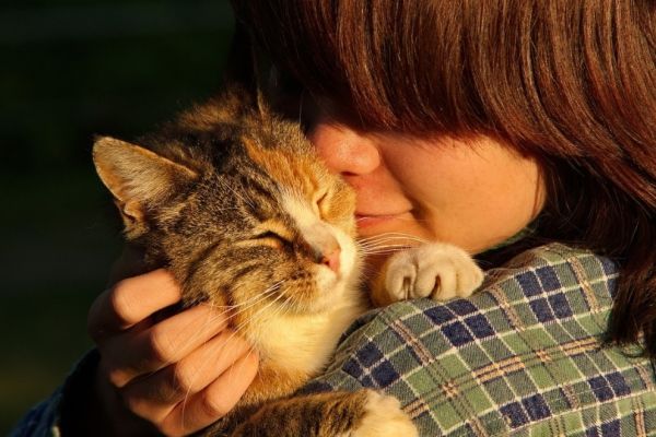Cat being kissed by owner