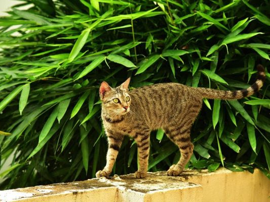 cat walking in front of a bamboo leaves