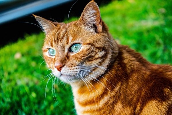 orange-tiger-cat tabby cat
