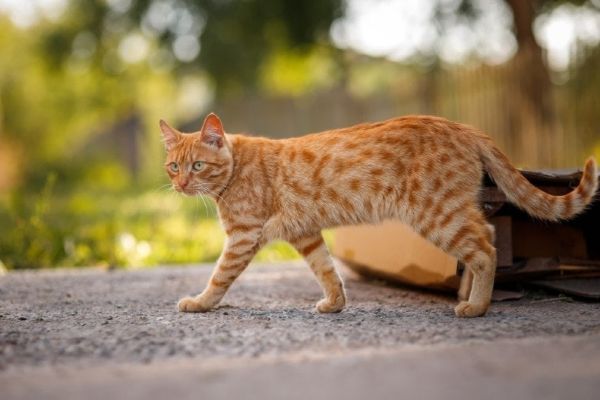 red-tabby-cat-walks-outdoor