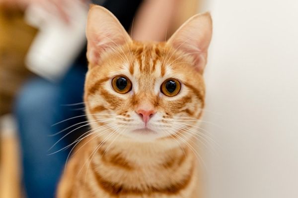 a close up of an orange tabby cat