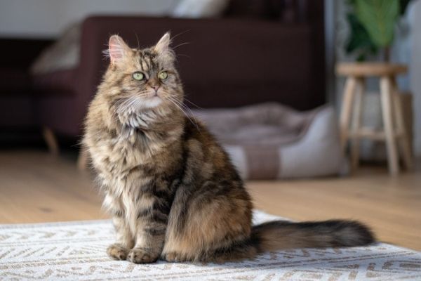 a tabby maine coon cat at home