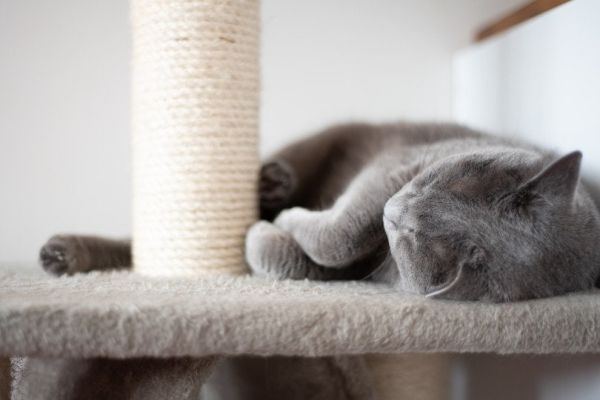 cat sleeping beside its scratching post