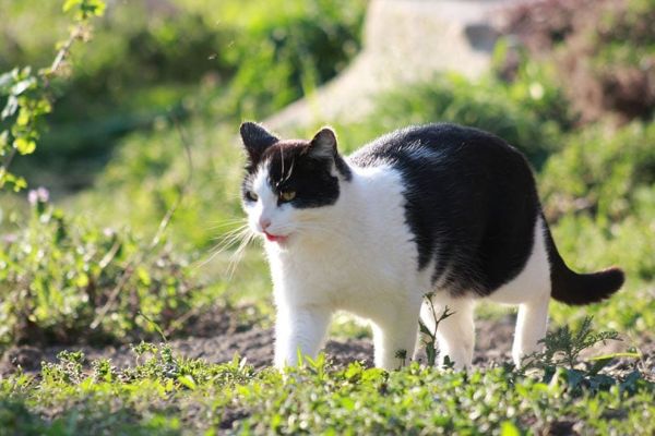 black and white cat walking in the garden