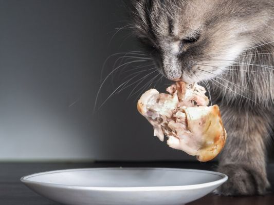 cat eating cooked chicken