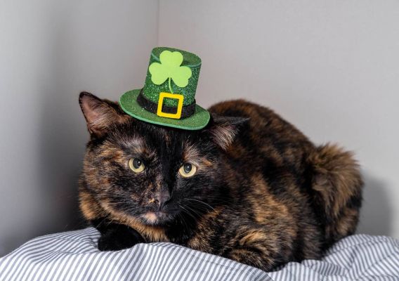 tortie cat wearing Irish hat