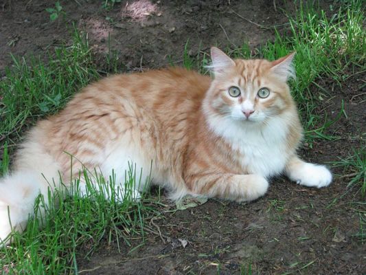 maine coon cat lying on the ground