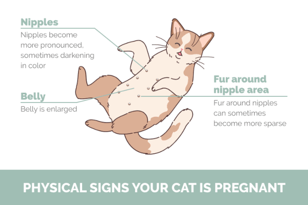 Pregnant_Cat_Nipples_VS._Normal_Cat_Nipples