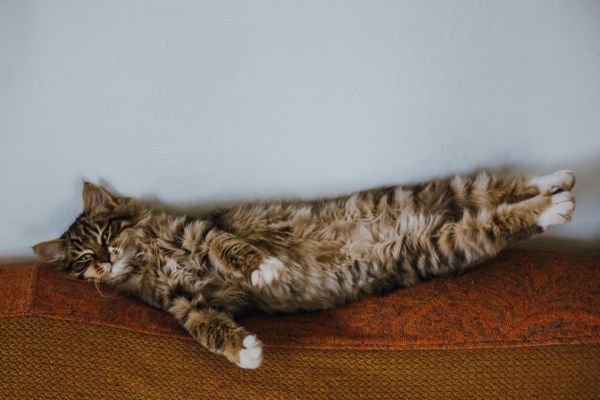 cat stretching while lying on its back