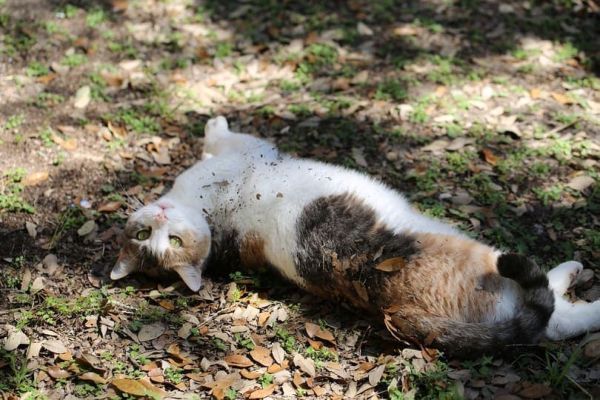 calico cat rolling in the dirt