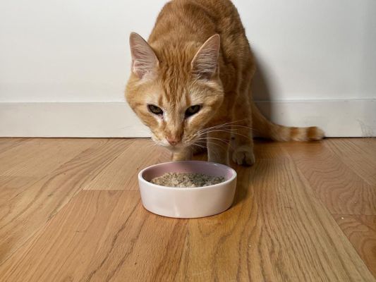 a tabby cat sniffing smalls fresh smooth bird recipe on a bowl