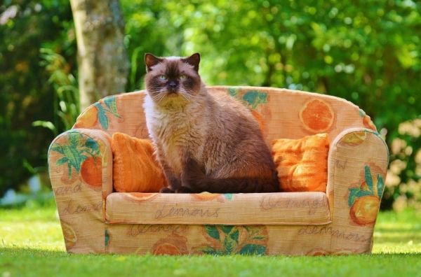 Brown cat sitting in a tiny sofa
