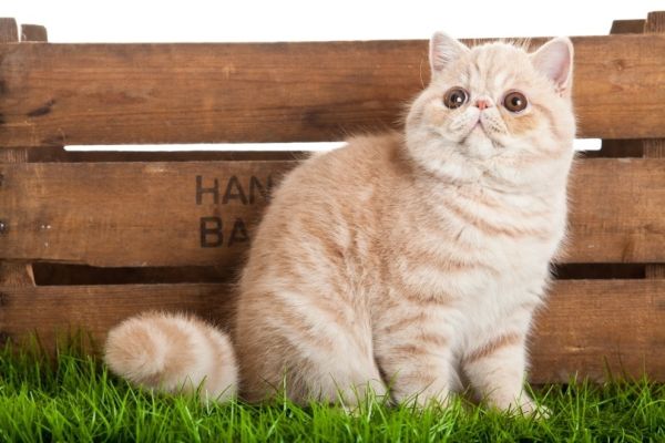 exotic shorthair cat sitting on grass