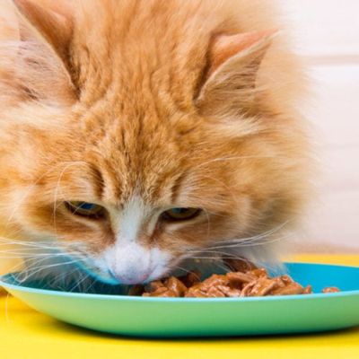 red tabby cat eating wet food from a bowl
