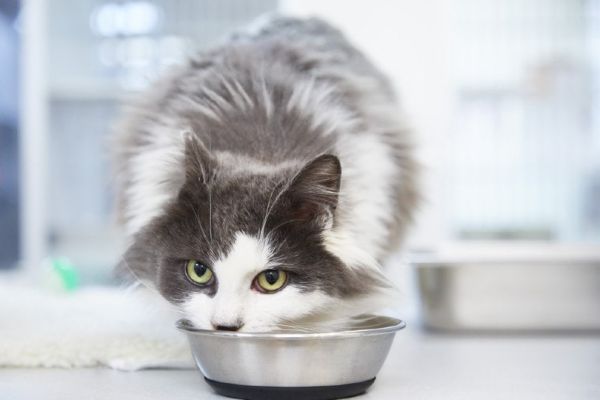 long haired cat eating food from a cat bowl