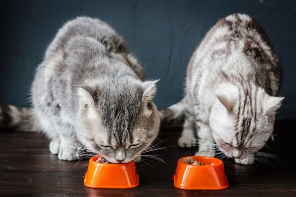 cats eating from orange bowls