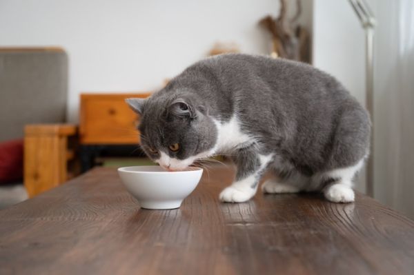 British shorthair cat eating