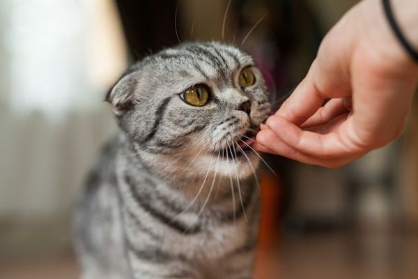 a tabby cat being fed a cat treat by hand